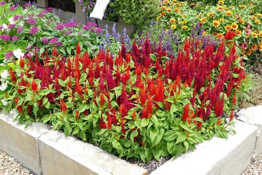 Celosia 'Arrabona Red' (Hem Genetics)