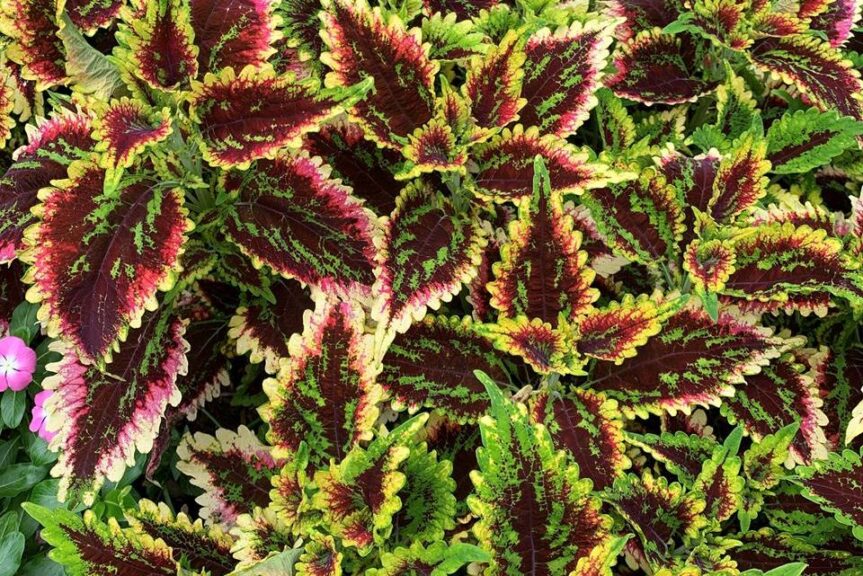 Coleus 'ColorBlaze El Brighto' (Proven Winners)