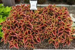Coleus 'ColorBlaze El Brighto' (Proven Winners)
