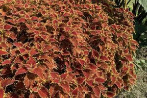Coleus 'Copperhead' (Ball FloraPlant)