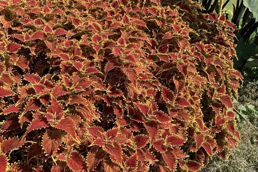 Coleus 'Copperhead' (Ball FloraPlant)
