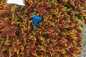 Coleus 'FlameThrower Sriracha' (Ball FloraPlant)