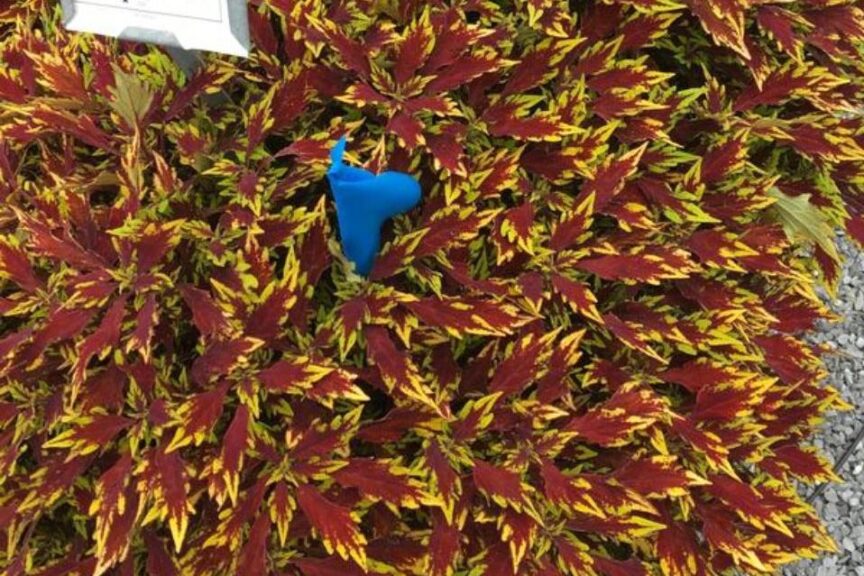 Coleus 'FlameThrower Sriracha' (Ball FloraPlant)