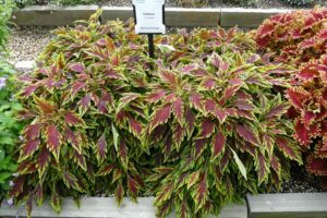 Coleus 'Le Freak' (Dümmen Orange)