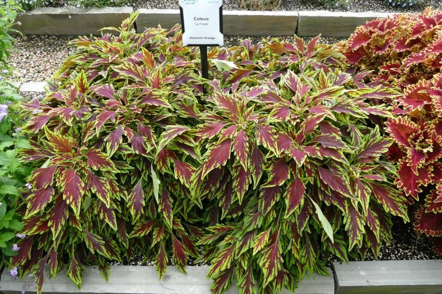 Coleus 'Le Freak' (Dümmen Orange)