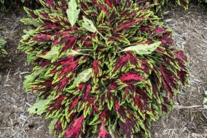Coleus 'Spitfire' (Ball FloraPlant)