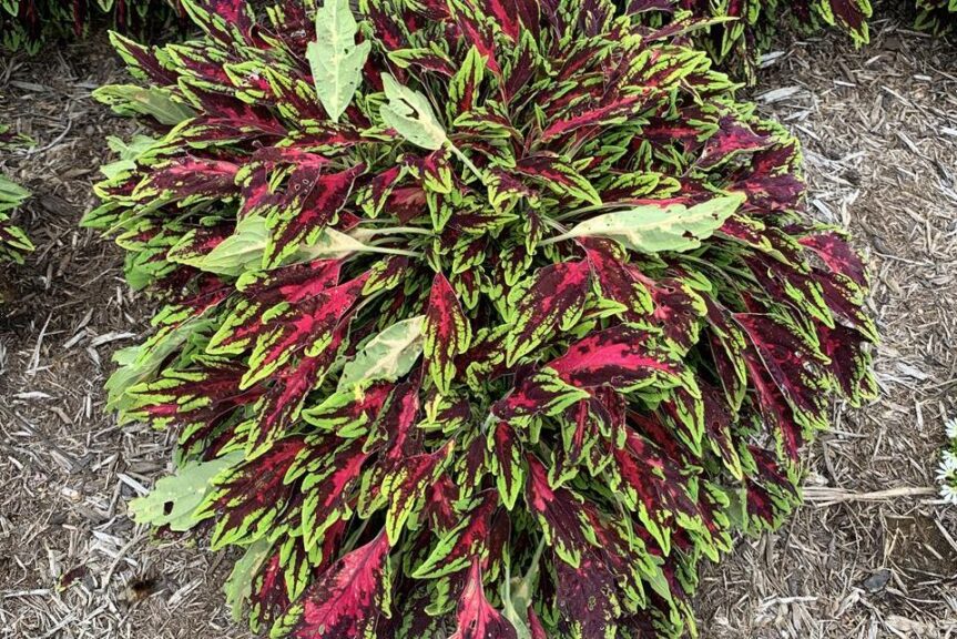 Coleus 'Spitfire' (Ball FloraPlant)