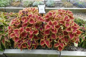 Coleus 'Vulcan 2022' (Ball FloraPlant)