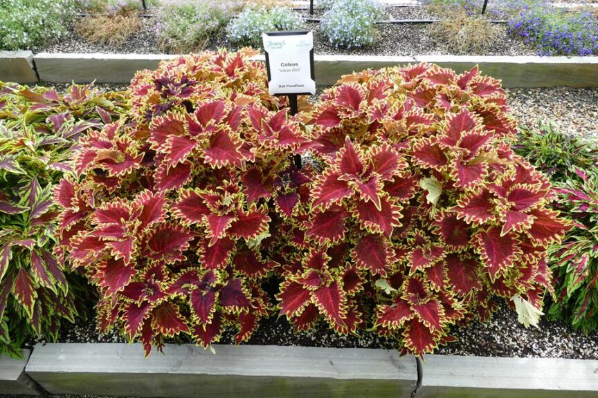 Coleus 'Vulcan 2022' (Ball FloraPlant)