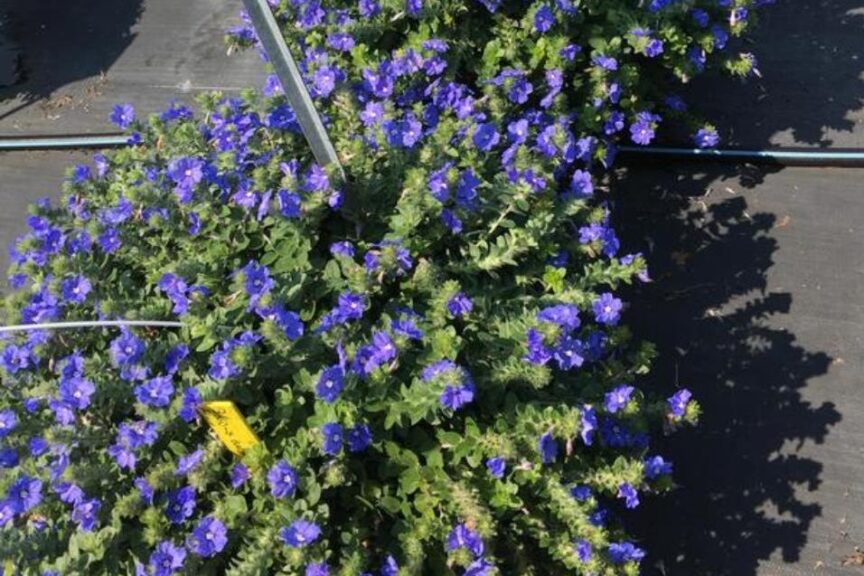 Evolvulus 'Blue My Mind' (Proven Winners)