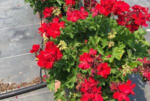 Pelargonium 'Calliope Medium Dark Red DL' (Syngenta Flowers)