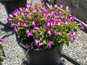 Torenia 'Vertigo Magenta' (Ameriseed)