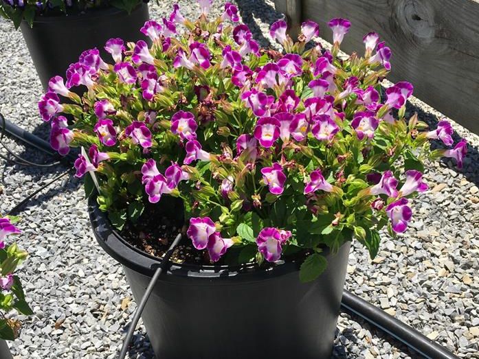 Torenia 'Vertigo Magenta' (Ameriseed)