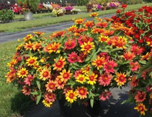 Zinnia 'Profusion Red Yellow Bicolor' (Sakata Ornamentals)