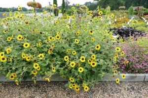 Helianthus 'Suncredible Yellow' (Proven Winners)