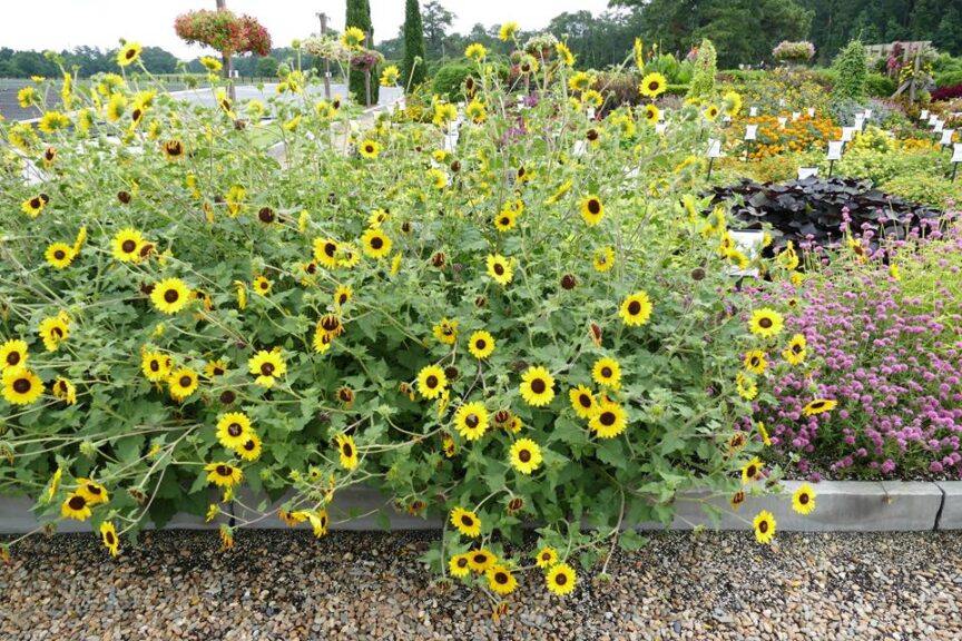 Helianthus 'Suncredible Yellow' (Proven Winners)