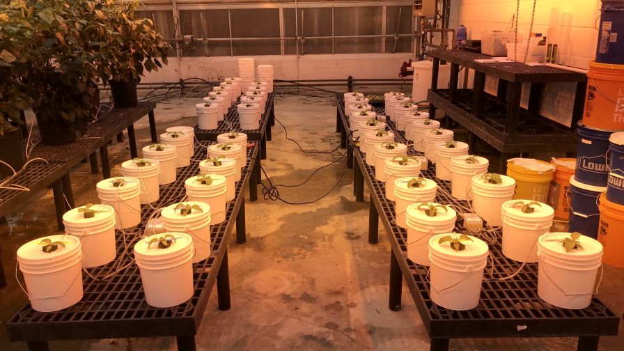 Ice Plant Hydroponic Set Up