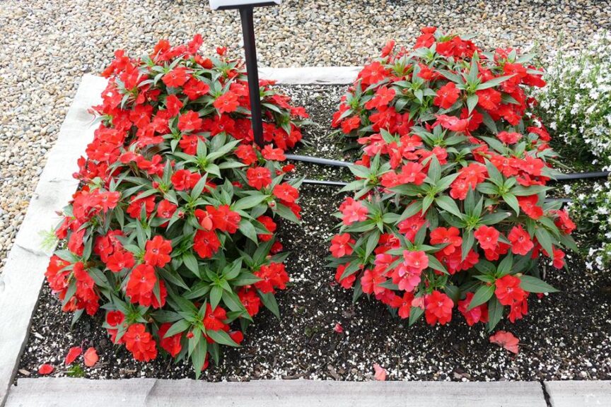 Impatiens 'Spectra Bright Red' (Syngenta Flowers)