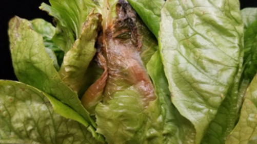Stop the Drop in Greenhouse Lettuce Production
