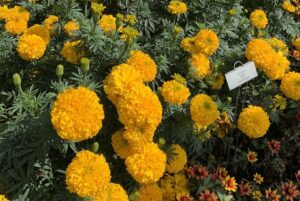 Marigold 'Big Duck Gold' (AmeriSeed International)
