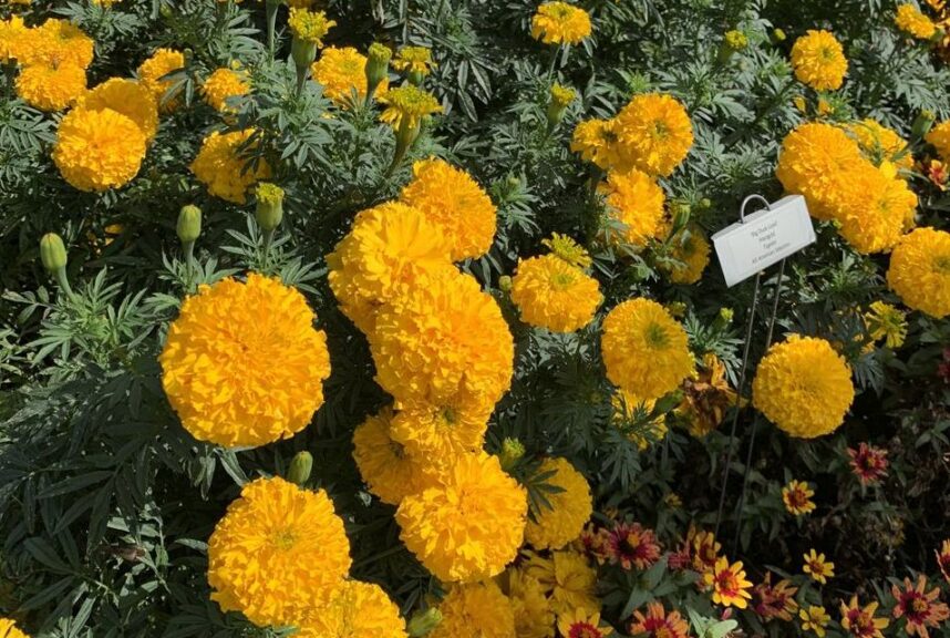 Marigold 'Big Duck Gold' (AmeriSeed International)