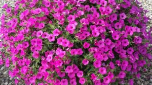 Proven Winners Announces Its 2024 National Plants of the Year