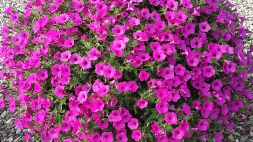 Proven Winners Announces Its 2024 National Plants of the Year