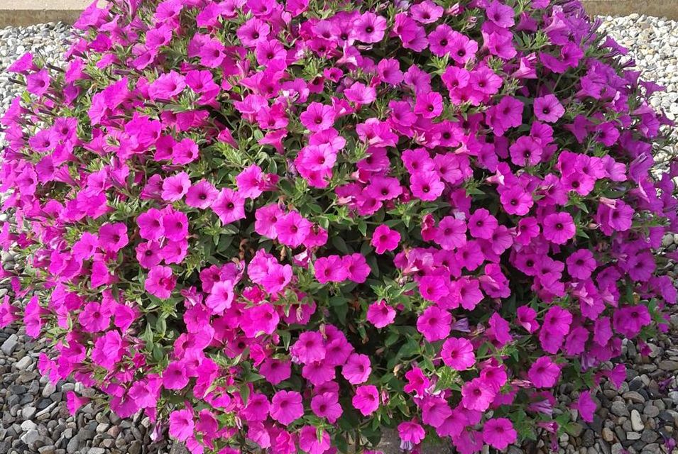 National Plants of the Year