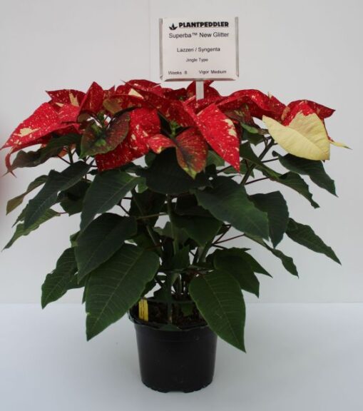 Plantpeddler Variety Day 2021 Superba New Glitter Lazzeri