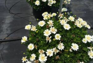 Portulaca 'Sundial White Improved' (Ernst Benary of America)