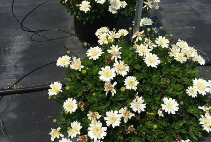 Portulaca 'Sundial White Improved' (Ernst Benary of America)