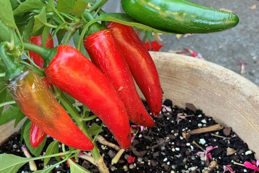 Pepper 'Pot-a-peño' (PanAmerican Seed)