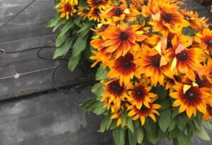 Rudbeckia 'Echibeckia Summerina Sunreef' (Pacific Plug & Liner)