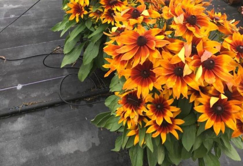 Rudbeckia 'Echibeckia Summerina Sunreef' (Pacific Plug & Liner)