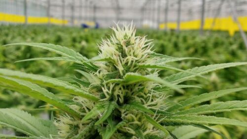 Finding the Balance Between Cannabis Plant Density and Crop Health