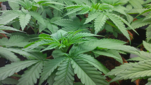 How to Safely Introduce Experimentation Into Your Grow Site