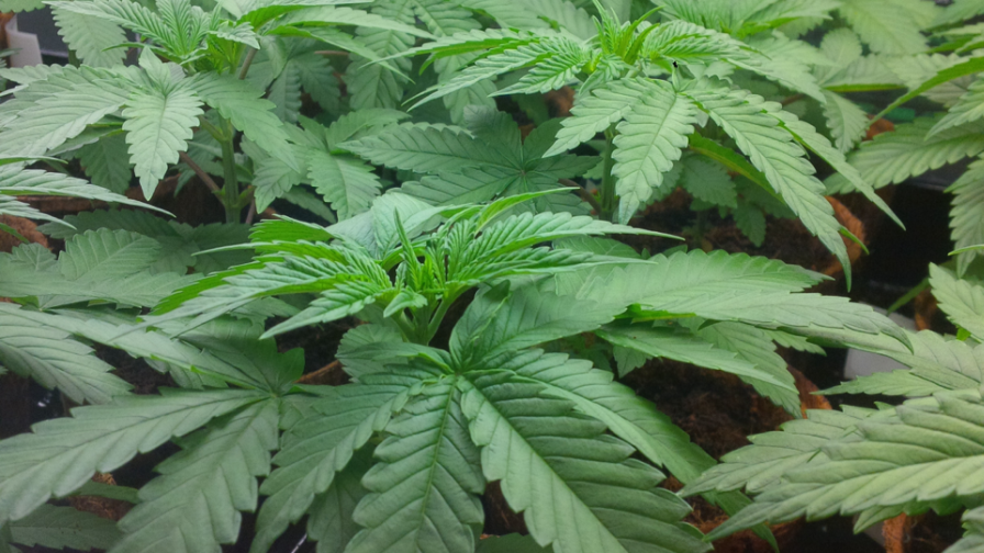 Ryan Douglas Cannabis Experimentation