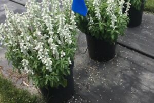 Salvia 'Sallyfun Pure White' (Danziger)