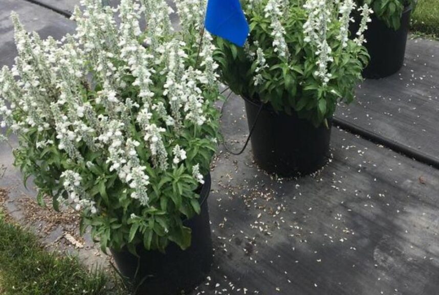 Salvia 'Sallyfun Pure White' (Danziger)