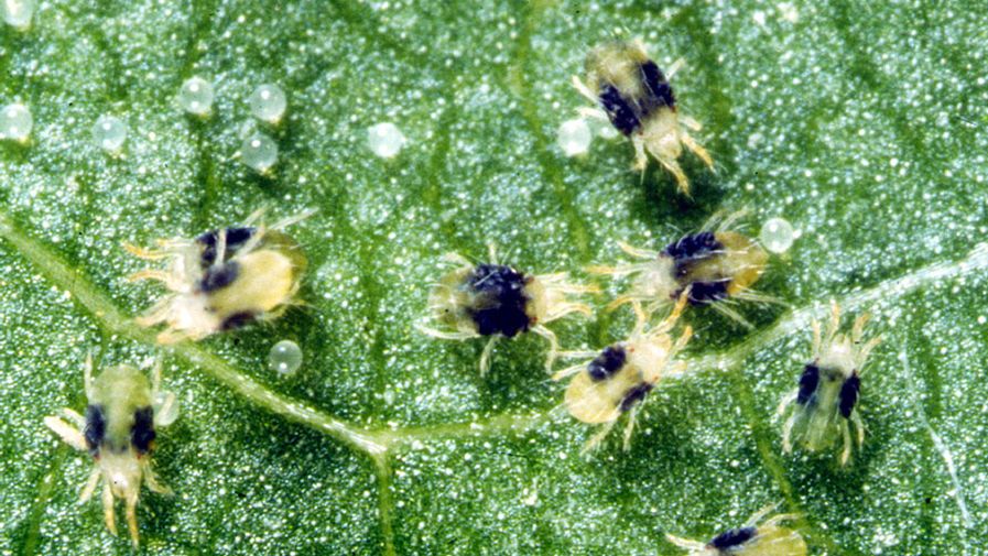 Spider Mites in Strawberries