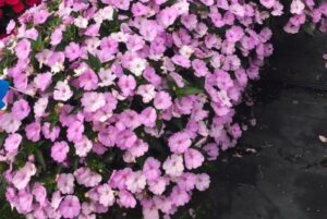 Impatiens 'SunPatiens Compact Orchid Blush' (Sakata Ornamentals)