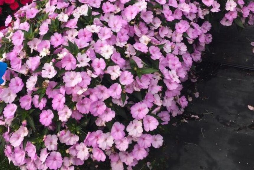 Impatiens 'SunPatiens Compact Orchid Blush' (Sakata Ornamentals)