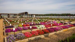 Southern Garden Tour in June Will Include Young’s Plant Farm