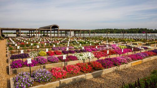 Southern Garden Tour in June Will Include Young’s Plant Farm