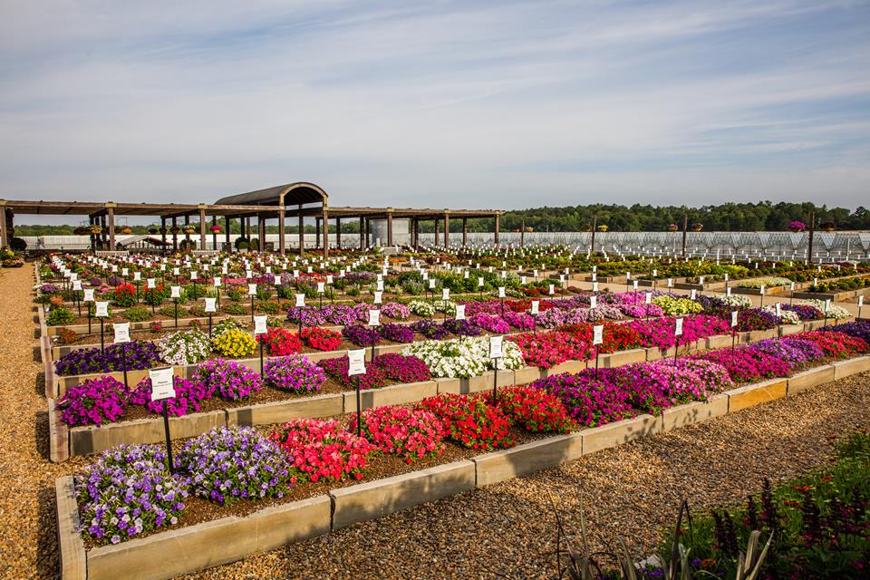 Southern Garden Tour Young's Plant Farm