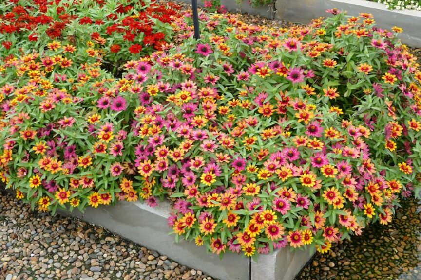 Zinnia 'Profusion Red and Yellow Bicolor' (Sakata Ornamentals)