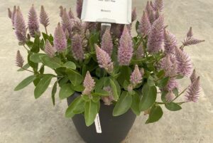 Ptilotus 'Joey Apex Improved' (Ernst Benary of America)