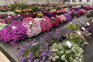 Welby Gardens Trials