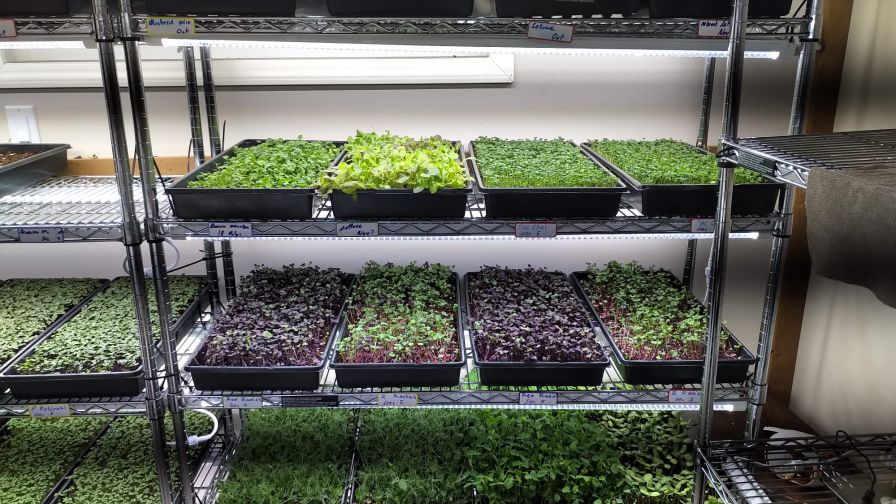 Aelius microgreen LED Lights