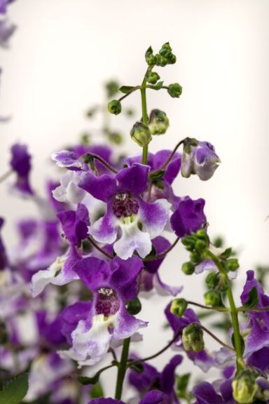Angelonia 'Serafina Bicolor' (Westhoff)